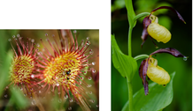 Bilder fleischfressende Pflanze und Orchidee