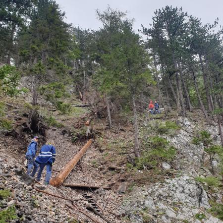 Ein kleiner Baum wird gefällt, um ihn in den Weg einzubauen