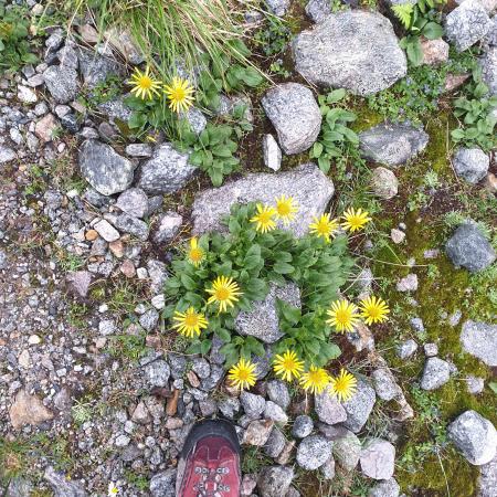 Flora des Nationalparks Hohe Tauern